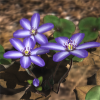 Download Yukiwarisou 3D Live Wallpaper Pro 1.41 - Super beautiful wallpapers of flowers for Android! 1 unnamed 48
