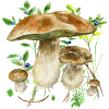 Mushrooms app Logo
