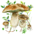 Mushrooms app Logo