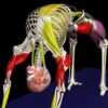 Yoga by Muscle Motion 1