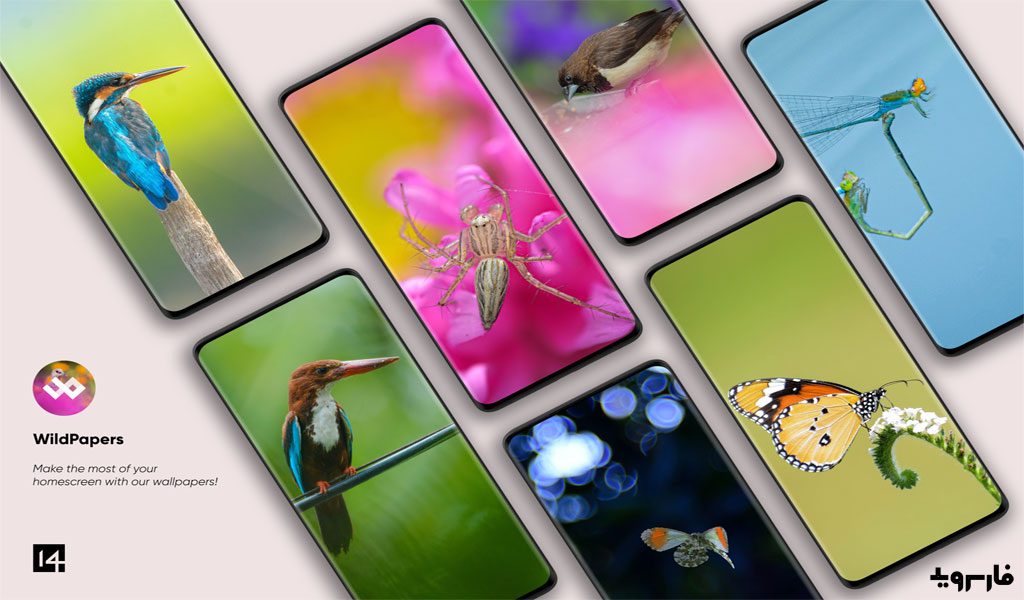 WildPapers - Wildlife Photography Wallpapers