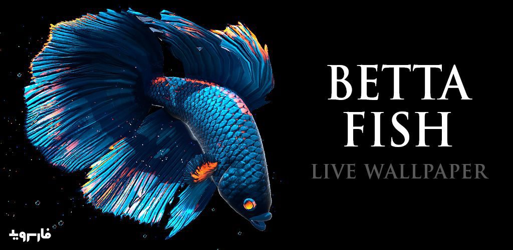 Betta Fish Live Wallpaper FREE
