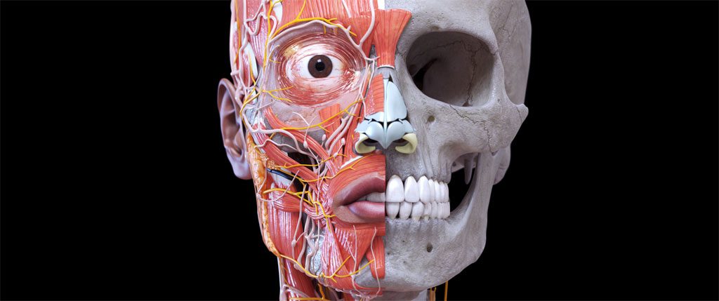 Gray’s Atlas of Anatomy Pro (No Ads)