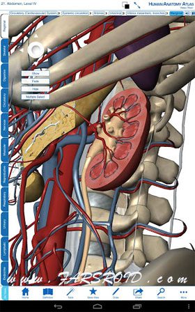 Download Human Anatomy Atlas Android