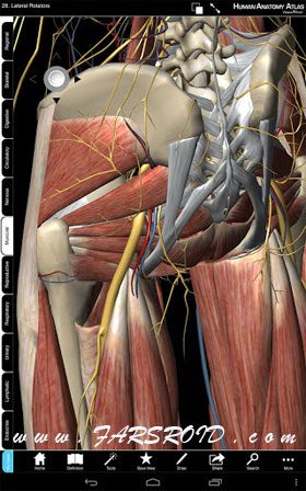 Download Human Anatomy Atlas Android