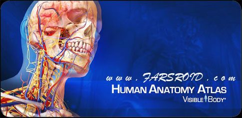 Human Anatomy Atlas - Explore the human body in detail