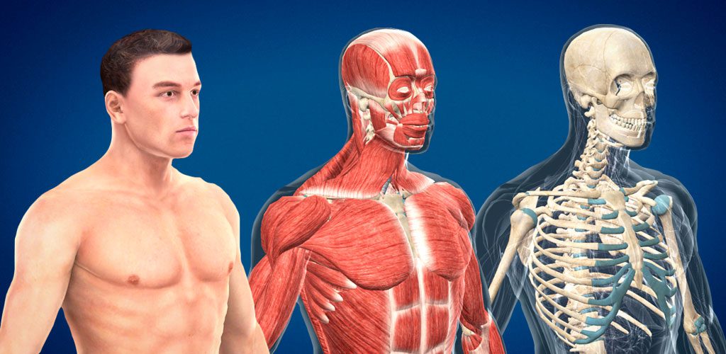 Human body (male) educational VR 3D