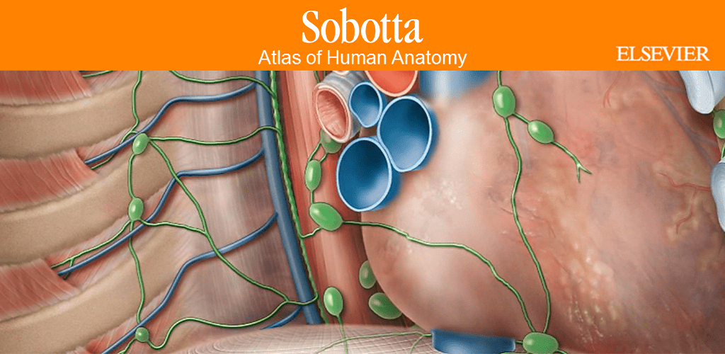 Sobotta Anatomy