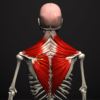 Download Anatomy by Muscle & Motion 2.1.72 - Anatomy app for body and muscles for Android 1 anatomy by muscle motion logo