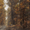 beautiful autumn wallpaper Logo