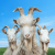 goat simulator 3 logo