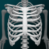 osseous system in 3d anatomy logo