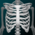 osseous system in 3d anatomy logo
