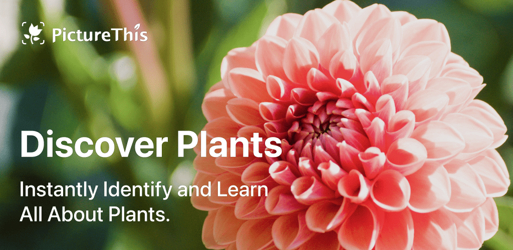 PictureThis Identify Plant, Flower, Weed and More Premium