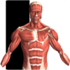 visual anatomy 2 android logo